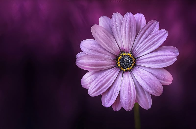 African Violet