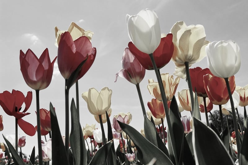 Spring Blooms